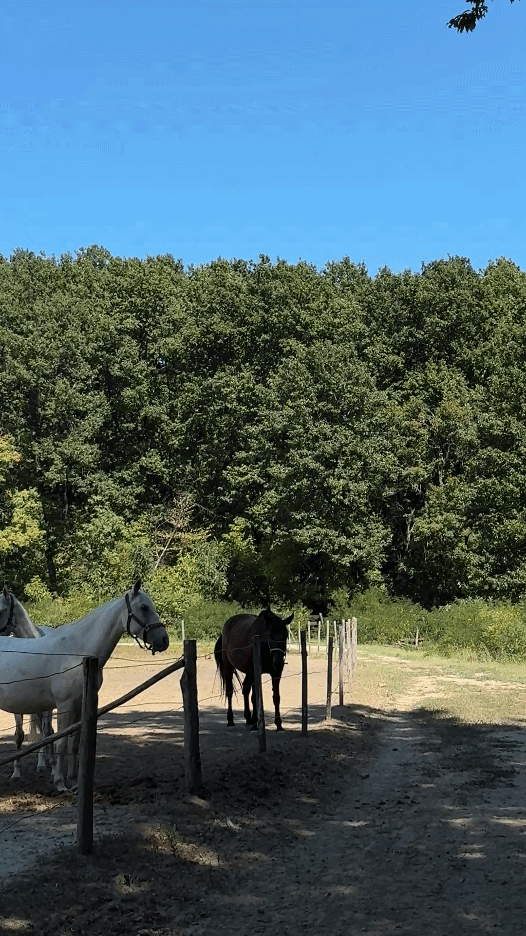 Hipoterapija Konjički klub Forrest of Klenovac Kosmaj ideje za izlet Forrest of Klenovac Kosmaj ideje za izlet36-ezgif.com-video-to-gif-converter